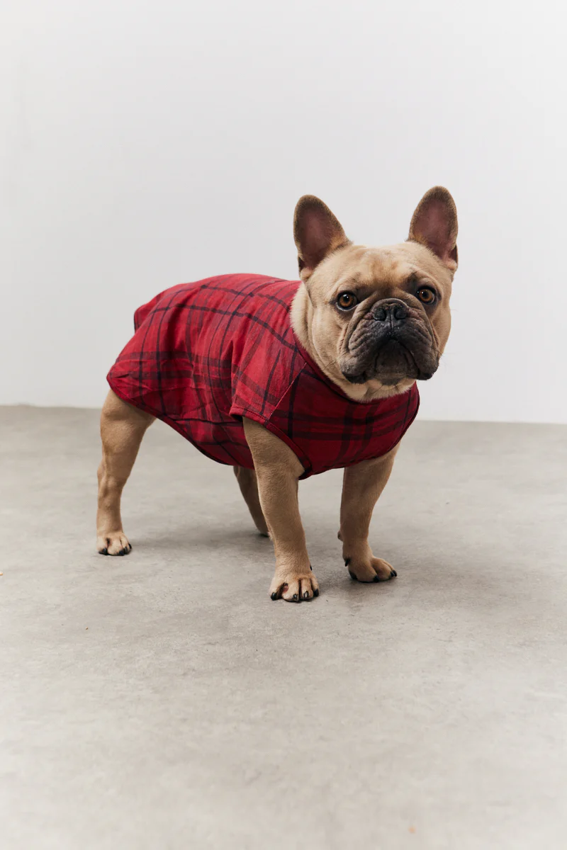 Red Checked Matching Dog Coat - Image 2